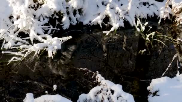 Gyönyörű Kilátás Nyílik Téli Természet Táj Folyó Téli Erdőben Gyönyörű — Stock videók
