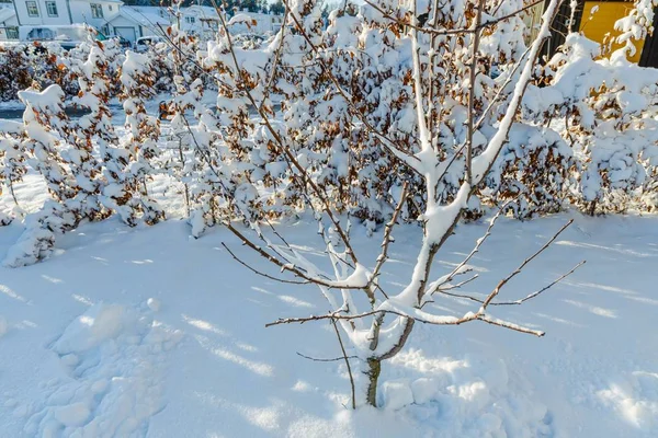 素晴らしい冬の景色 冬の雪の木 冬の日 美しい冬の背景 — ストック写真