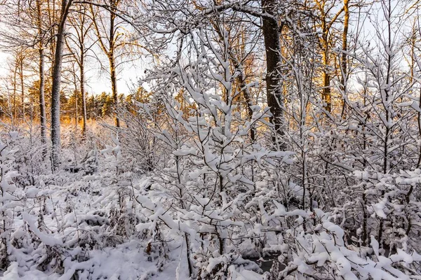 Великолепный Вид Зимний Природный Ландшафт Зимой Снежные Деревья Зимний День — стоковое фото