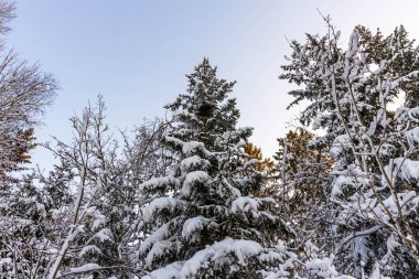 Mavi arka planda, karla kaplı ağaç tepesinin muhteşem manzarası. Güzel kış manzarası.