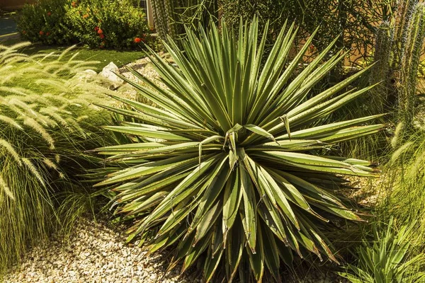 Pohled Různé Druhy Kaktusových Rostlin Ostrov Aruba Krásné Přírodní Zázemí — Stock fotografie