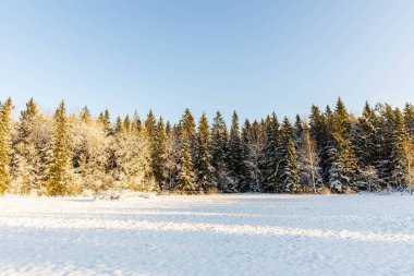 Kış doğasının muhteşem manzarası. Kışın karlı ağaçlar. Kış günü. Güzel kış arka planı.