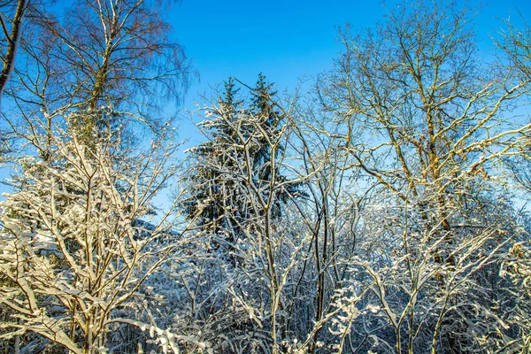 青空を背景に雪に覆われた木々の壮大な景色 美しい冬景色 — ストック写真