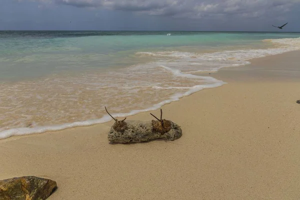 Дивовижний Морський Пляж Карибського Моря Острів Орлиний Пляж Аруба Природа — стокове фото