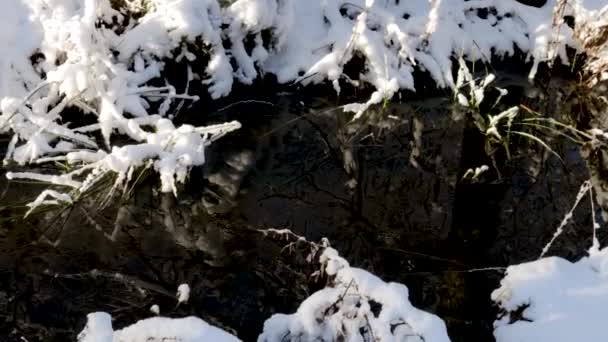 Splendida Vista Del Paesaggio Naturale Invernale Flusso Nella Foresta Invernale — Video Stock