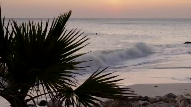 大西洋の圧延波の豪華な眺め オレンジの夕日の背景に緑のヤシの木と白い砂浜 — ストック動画