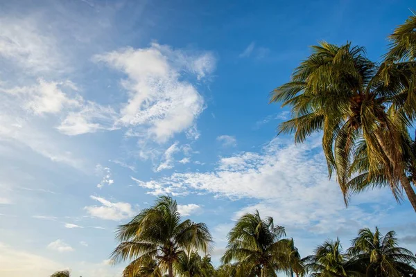 Beautiful View Green Palm Trees Blue Sky Background Curacao Island — Stock Photo, Image