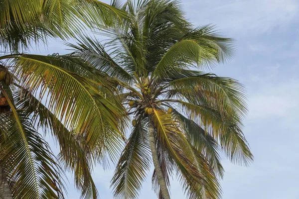 View Mature Coconut Fruits Tree Green Palm Trees Coast Line — Stock Photo, Image