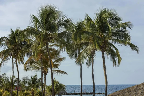 Gorgeous Tropical Landscape View Green Palm Trees Plants Coast Line — Stock Photo, Image