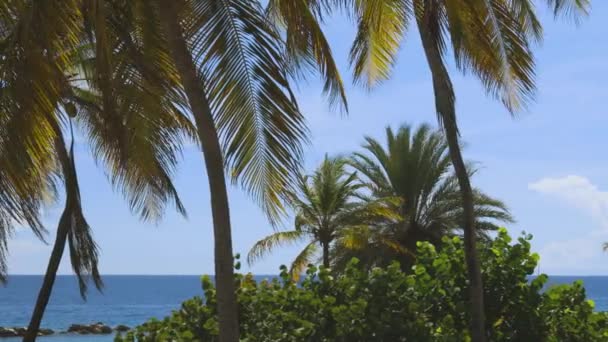 Palmeiras Coco Verdes Linha Costeira Céu Incrível Nuvens Brancas Horizonte — Vídeo de Stock