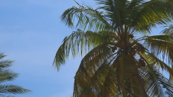 Palmeras Verdes Coco Costa Increíbles Nubes Blancas Del Cielo Horizonte — Vídeo de stock