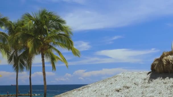 Des cocotiers verts sur la côte. Incroyable ciel nuages blancs et horizon sans fin. L'île de Curaçao. Magnifique paysage nature arrière-plan .