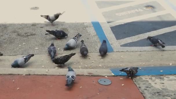 Vista Perto Grupo Pombas Comendo Calçada Colorida — Vídeo de Stock