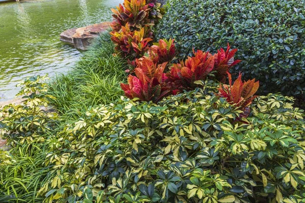 Vista Cerca Hermosa Planta Tropical Con Flores Verdes Rojas Los — Foto de Stock