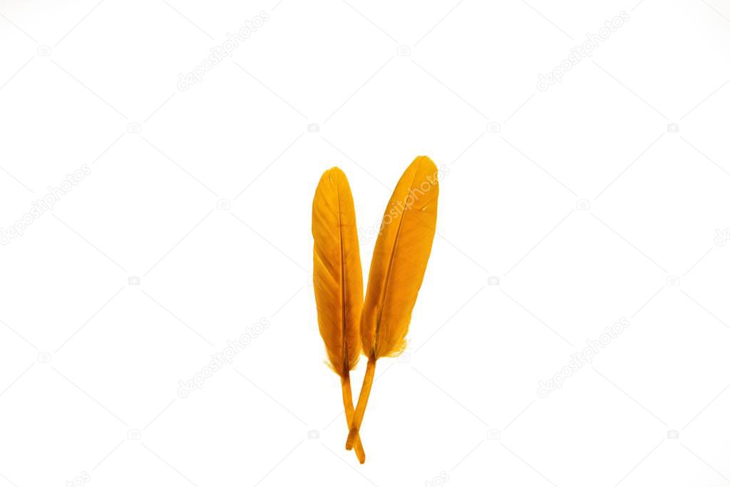 Close up view of feathers of yellow isolated on white background. Beautiful colorful backgrounds.