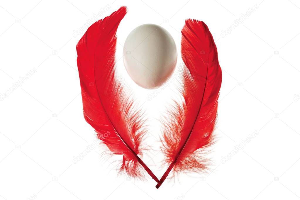 Close up view of white egg in red  feathers isolated. Beautiful colorful backgrounds.