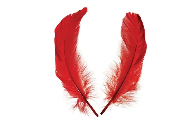 Närbild Röda Fjädrar Isolerade Vackra Färgglada Bakgrunder — Stockfoto