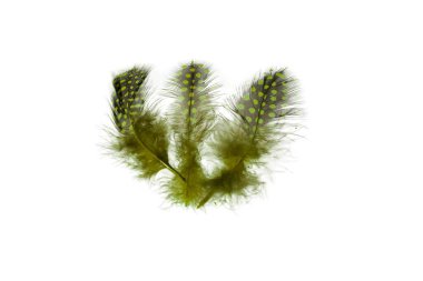 Beyaz arka planda izole edilmiş yeşil tüylerin yakın görüntüsü. Güzel renkli arka planlar.