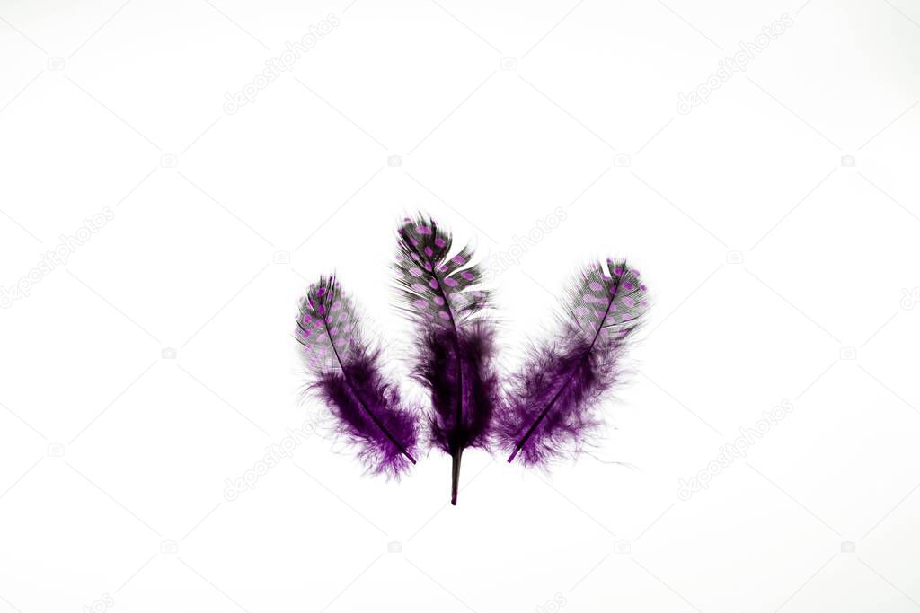 Close up view of purple feathers isolated on white background. Beautiful colorful backgrounds.
