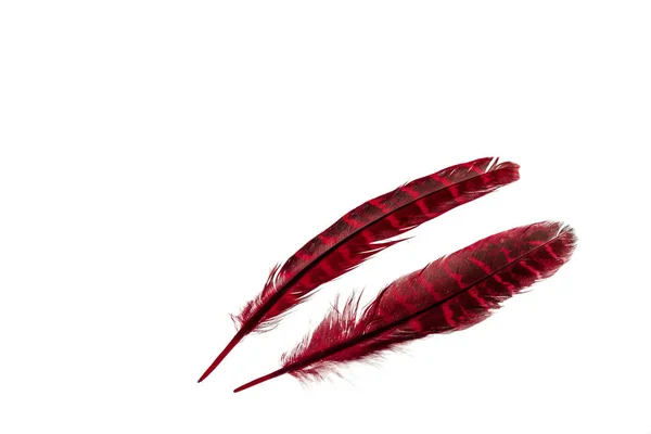 近景的红色羽毛孤立在白色的背景 美丽多彩的背景 — 图库照片