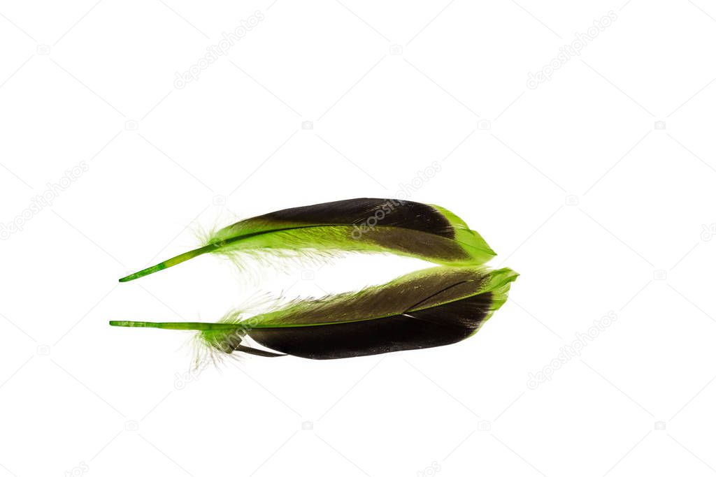 Close up view of different colour  feathers isolated on white background. Beautiful colorful backgrounds.