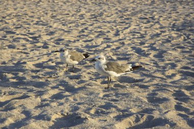 Miami South Beach 'te birkaç tatlı martı. Muhteşem doğa geçmişi.