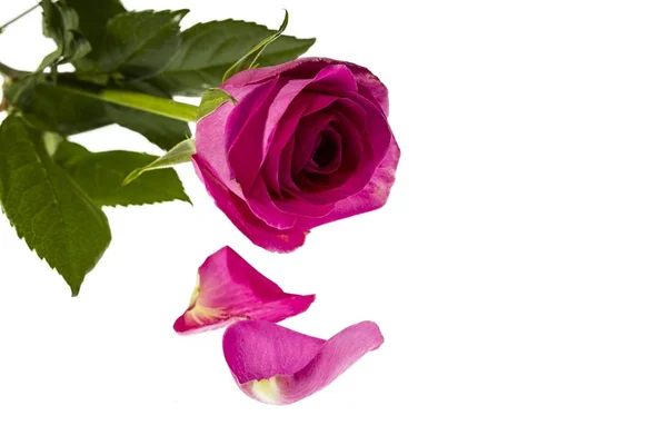 ゴージャスピンクのビューを隔離近くに上昇した 美しい背景 赤いバラの背景 バレンタインデーの背景 — ストック写真