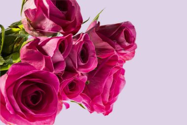 Göz kamaştırıcı pembe güller kapalı manzara izole. Güzel arka planlar. Sevgililer Günü geçmişi. Kartpostal.