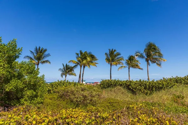 美丽的热带风景 绿色棕榈树和植物在海岸线上的蓝天背景迈阿密南部海滩 美丽的自然景观背景 — 图库照片