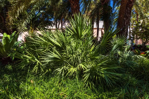 Nahaufnahme Der Schönen Tropischen Pflanze Mit Grünen Palmenblättern Natürliche Grüne — Stockfoto
