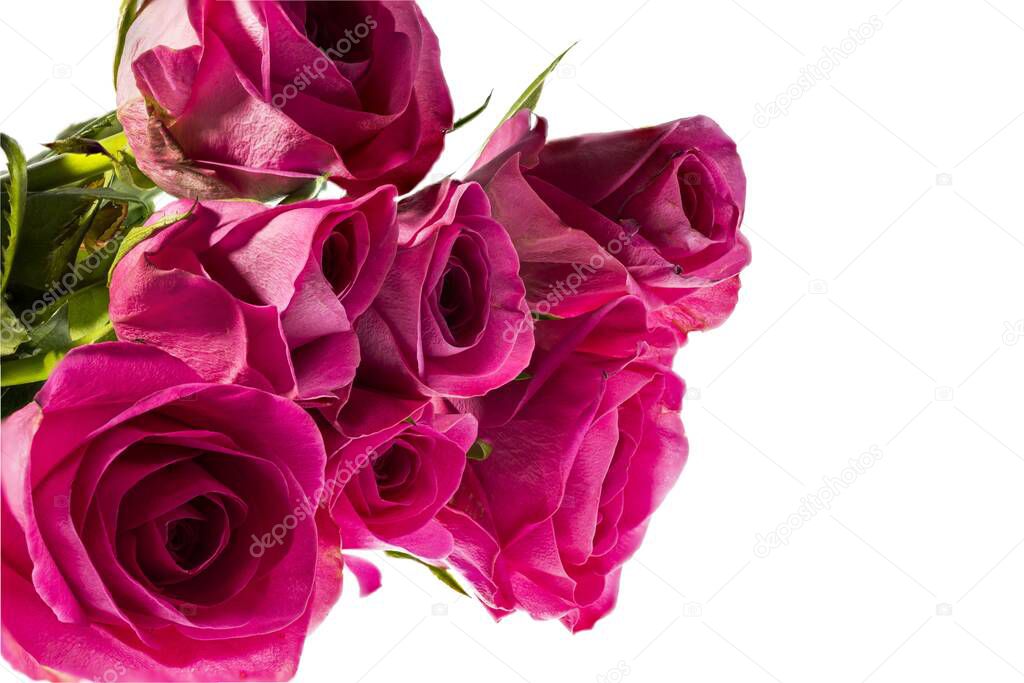Gorgeous pink roses close up view isolated on white background. Beautiful backgrounds. Valentine day backgrounds. Postcard.