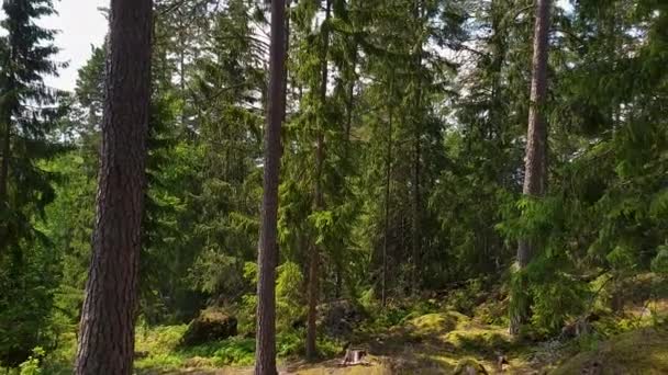 Piękny Widok Przyrodę Wspaniałe Zielone Drzewa Leśne Rośliny Skalistym Krajobrazie — Wideo stockowe