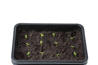 Beyaz arkaplanda izole edilmiş yeşil lahanaların makro görünümünü kapat. Bahçe konsepti.