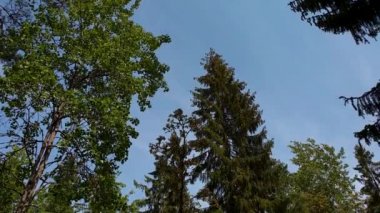 Ağır çekim. Mavi gökyüzünden ve yere kadar uzanan uzun çam ağaçlarının tepesinden güzel bir manzara. Güzel doğa geçmişi.