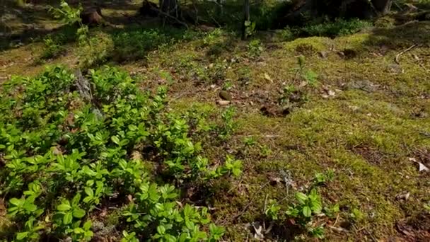 여름철에는 아름답게 펼쳐져 있습니다 식물들이 풍경입니다 스웨덴 — 비디오