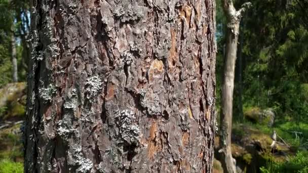 Au ralenti. Belle vue sur l'écorce d'un vieux pin. Beaux milieux naturels .