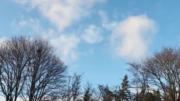 Vista Deslumbrante Topo Árvore Céu Azul Com Fundo Nuvens Brancas — Vídeo de Stock