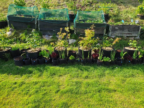 Kleiner Garten Plastiktöpfen Und Palettenkragen Schöne Sommer Natur Hintergründe Gartenkonzept — Stockfoto