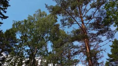 Ağır çekim. Yaz günü doğa manzarası için muhteşem bir manzara. Yeşil ağaçları, çalıları, mavi gökyüzü arka planında bitkileri olan orman manzarası. İsveç. Avrupa.