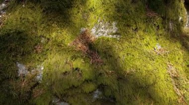 Ağır çekim. Yeşil yosunlarla kaplanmış taşın güzel yakın görüntüsü. Güzel doğa geçmişi.