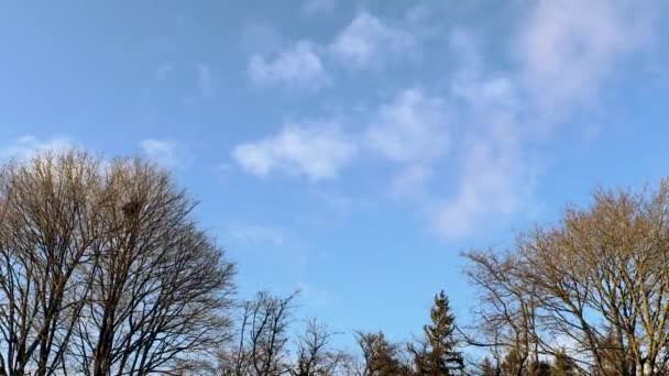 Vista Deslumbrante Topo Árvore Céu Azul Com Fundo Nuvens Brancas — Vídeo de Stock