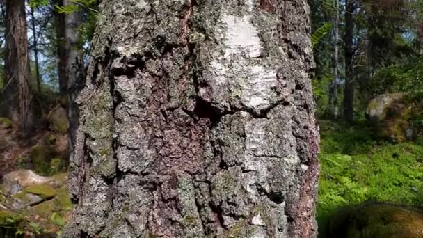 Slow Motion Beautiful Old Birch Tree Beautiful Nature Backgrounds — Stock Video
