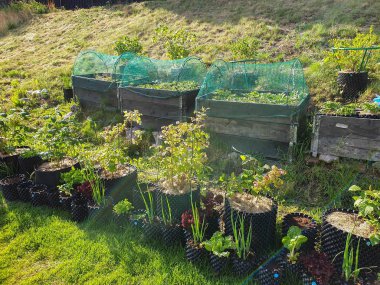 Plastik kaplar ve palet tasmalar içinde küçük bir bahçe. Güzel bahar doğası arka planları. Bahçe konsepti.