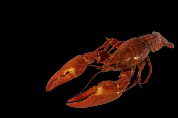 Vue Rapprochée Des Écrevisses Isolées Sur Fond Noir Beau Fond — Photo