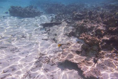 Mercan resifleri ve beyaz kum su altında muhteşem manzarasının. Güzel manzara arka plan. Maldivler, Hint Okyanusu.