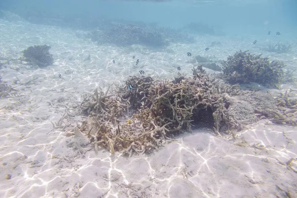 Underbar Utsikt Korallrev Och Vit Sand Vatten Vackra Landskapet Bakgrund — Stockfoto