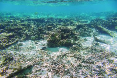 Sualtı görünümü ölü mercan resifleri ve güzel balıklar. Snorkeling. Maldivler, Hint Okyanusu.