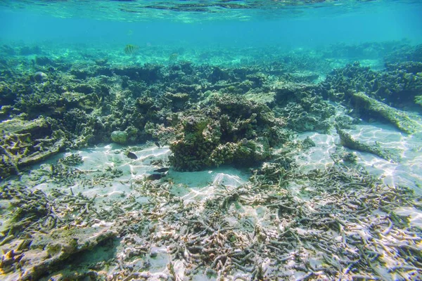 Vista Subaquática Recifes Coral Mortos Belos Peixes Snorkel Maldivas Oceano — Fotografia de Stock