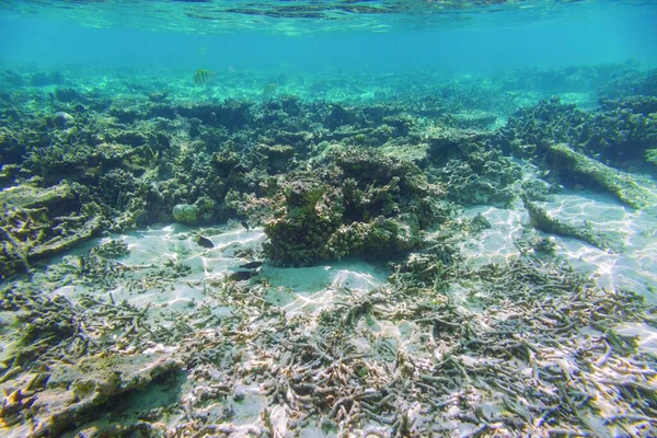 Sualtı görünümü ölü mercan resifleri ve güzel balıklar. Snorkeling. Maldivler, Hint Okyanusu.