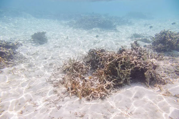 Undervattensvy Döda Korallrev Och Vackra Fiskar Snorkling Maldiverna Indiska Oceanen — Stockfoto